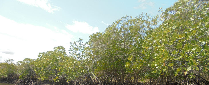 Mangroves: the bastions of marine life