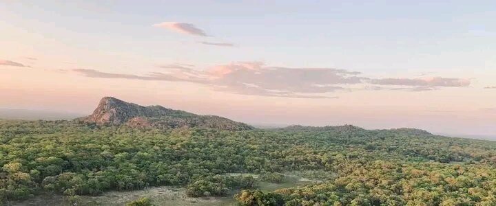 Florestas de Miombo na Conservação da Biodiversidade