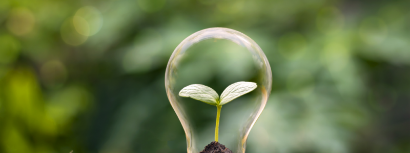 FAO promotes sustainable agriculture