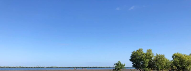 Mangrove at risk – the fight for its survival