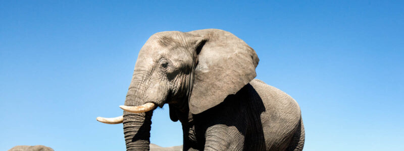 Country carries out national elephant census